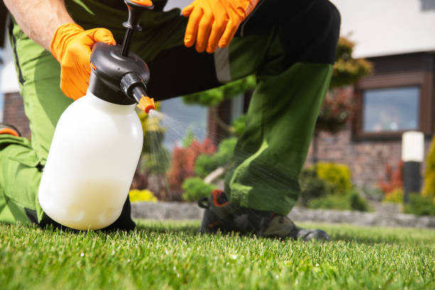 Best Local Pest Control Services  in Rodeo, CA
