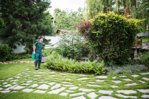 Best Local Pest Control Services  in Rodeo, CA