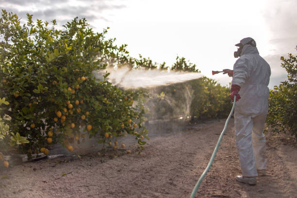 Best Flea Control Services  in Rodeo, CA