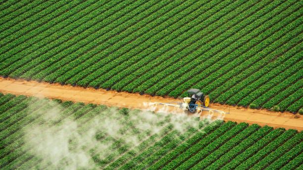 Insect Control in Rodeo, CA