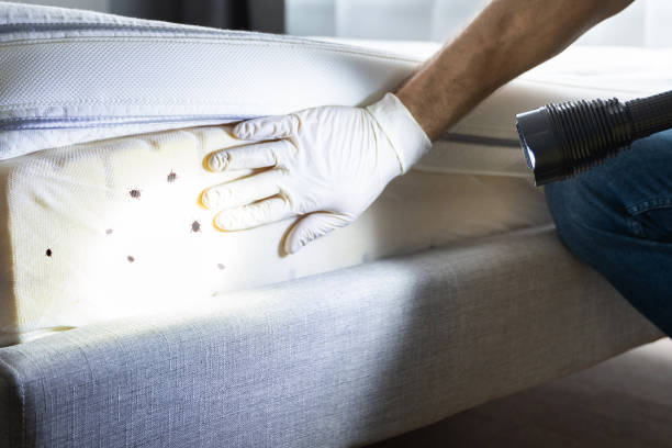 Pest Prevention Services in Rodeo, CA