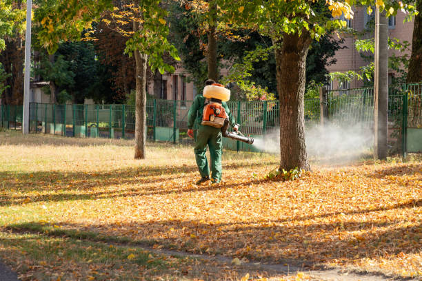 Best Pest Control Near Me in Rodeo, CA