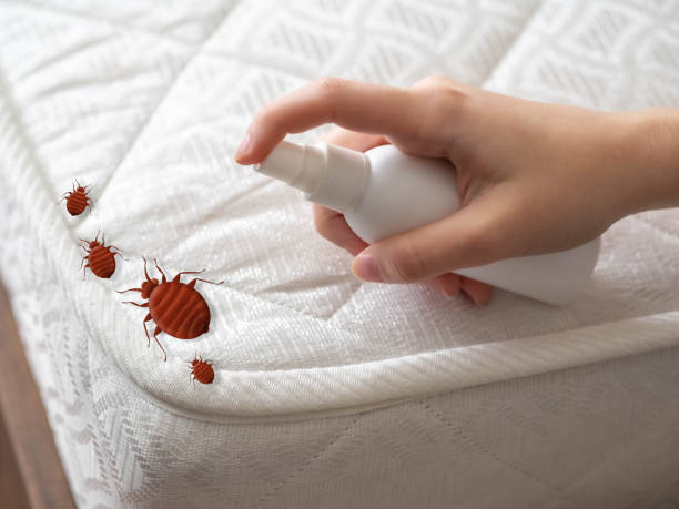 Best Emergency Pest Control  in Rodeo, CA