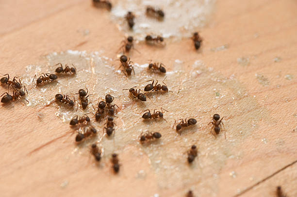 Best Best Pest Control Near Me  in Rodeo, CA