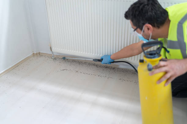 Best Cockroach Control Services  in Rodeo, CA