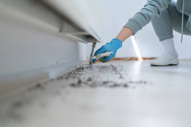 Best Best Pest Control Companies  in Rodeo, CA