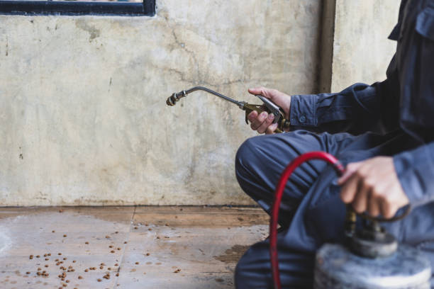 Best Wasp Removal Services  in Rodeo, CA